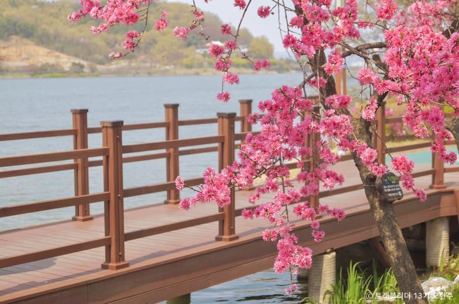 아산_신정호산책로 (4)