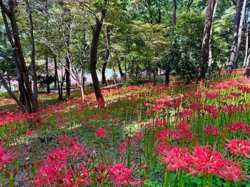 울산_선암호수공원 (2)