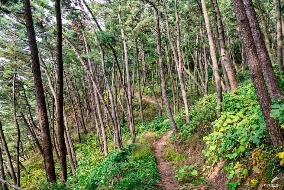 인천_승봉산림욕장 (2)