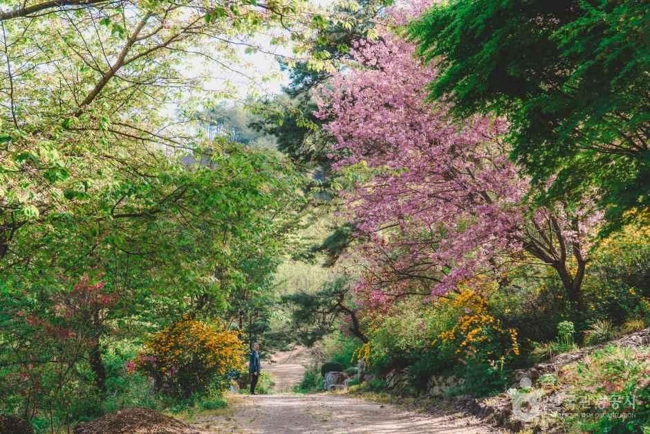 전북_완주_완주 화산꽃동산_산책로3.jpg