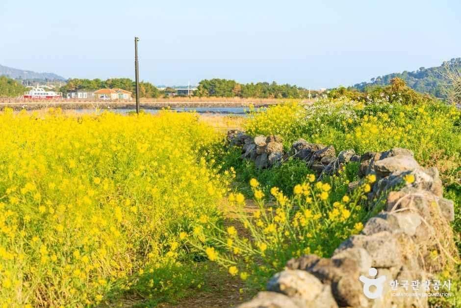 서귀포_유채꽃재배단지 (5).jpg