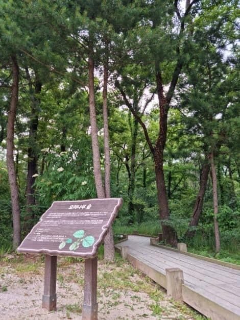 헌인릉 생태경관보전지역(오리나무림) (3)
