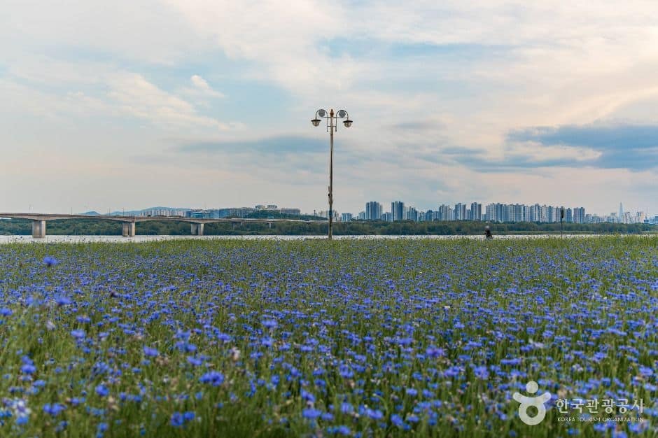 남양주_남양주한강공원(삼패지구) (4)