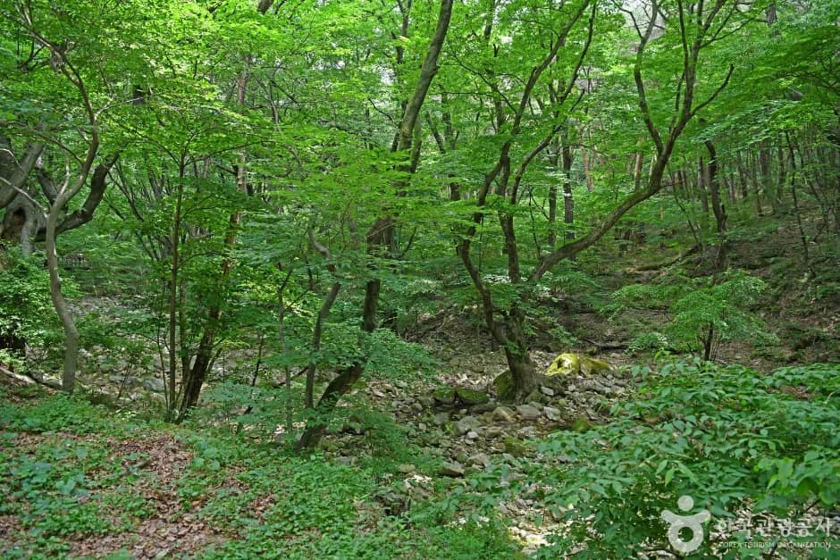 동학사계곡 (7)