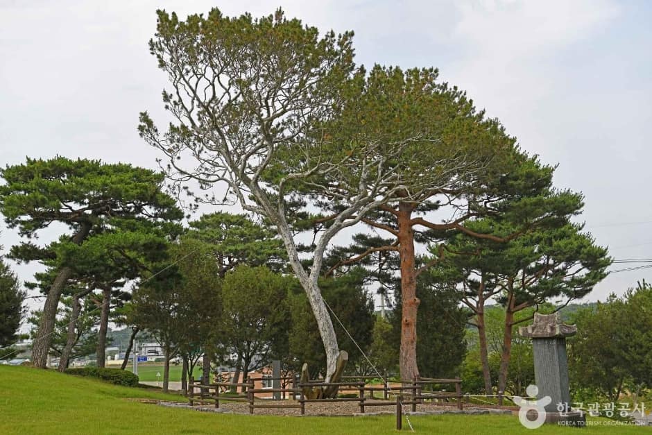 예산 용궁리 백송 (1)