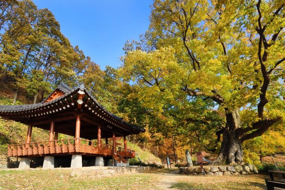 한티가는길 (5)