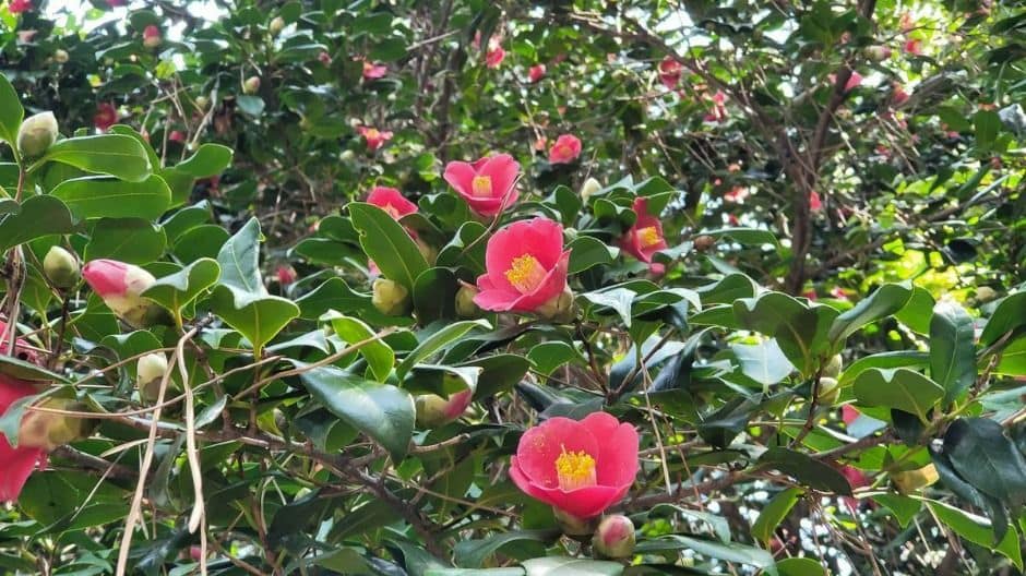 여수_오동도 (7)