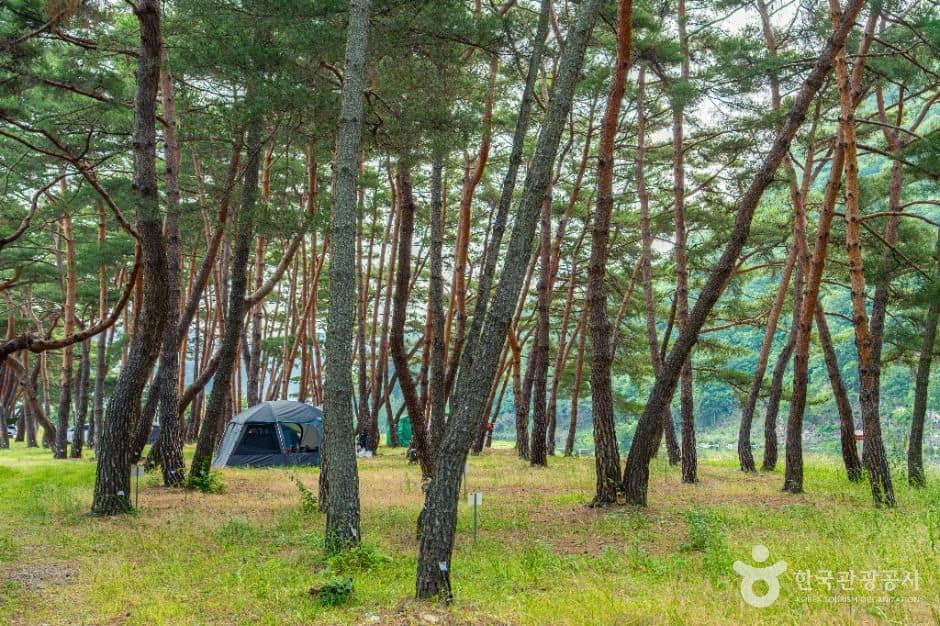 영덕_오천솔밭유원지 (6)
