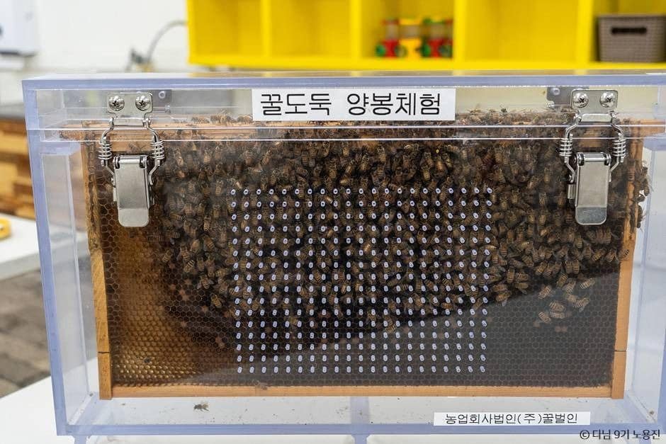10월 경북 김천 칠곡 가볼만한곳_꿀벌인_1-5
