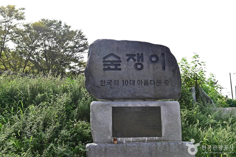 전남_영광_영광 법성진 숲쟁이 (1)