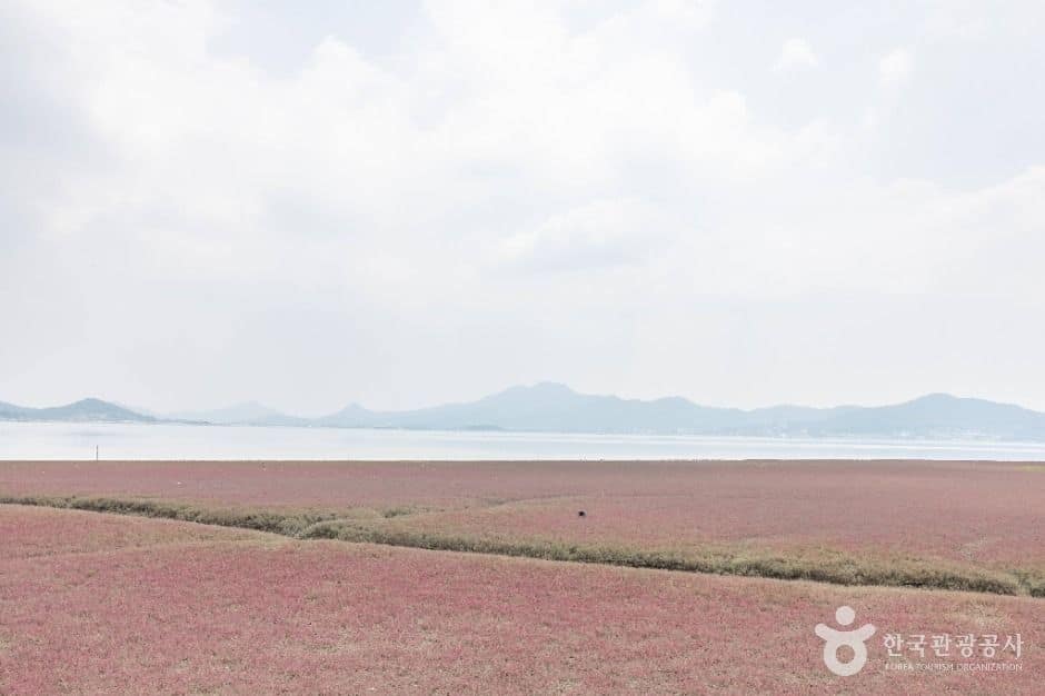강화_석모도 칠면초 군락지 (8)