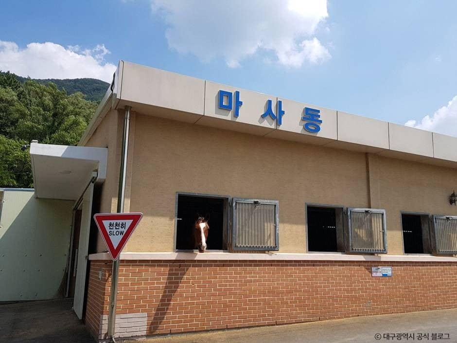대구_대덕승마장 (3)