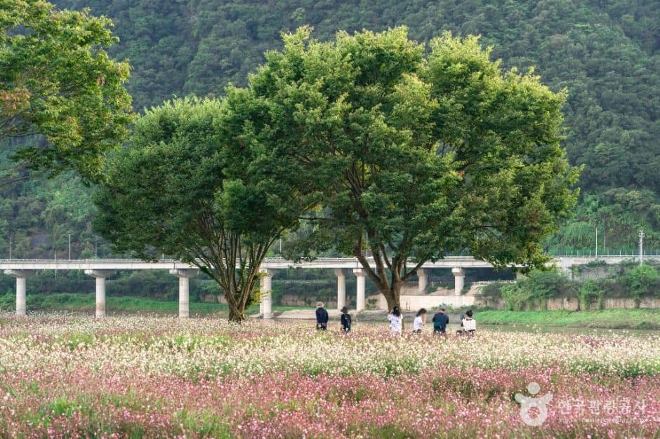 단양_도담마을 도담정원 (4)