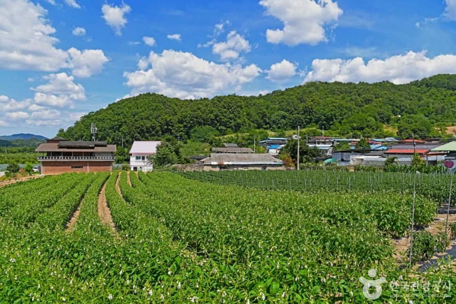 옥천 장수마을 (7)