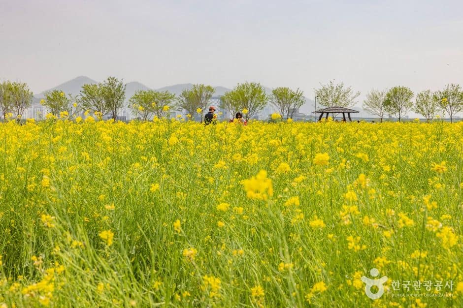부산_대저생태공원 (9)