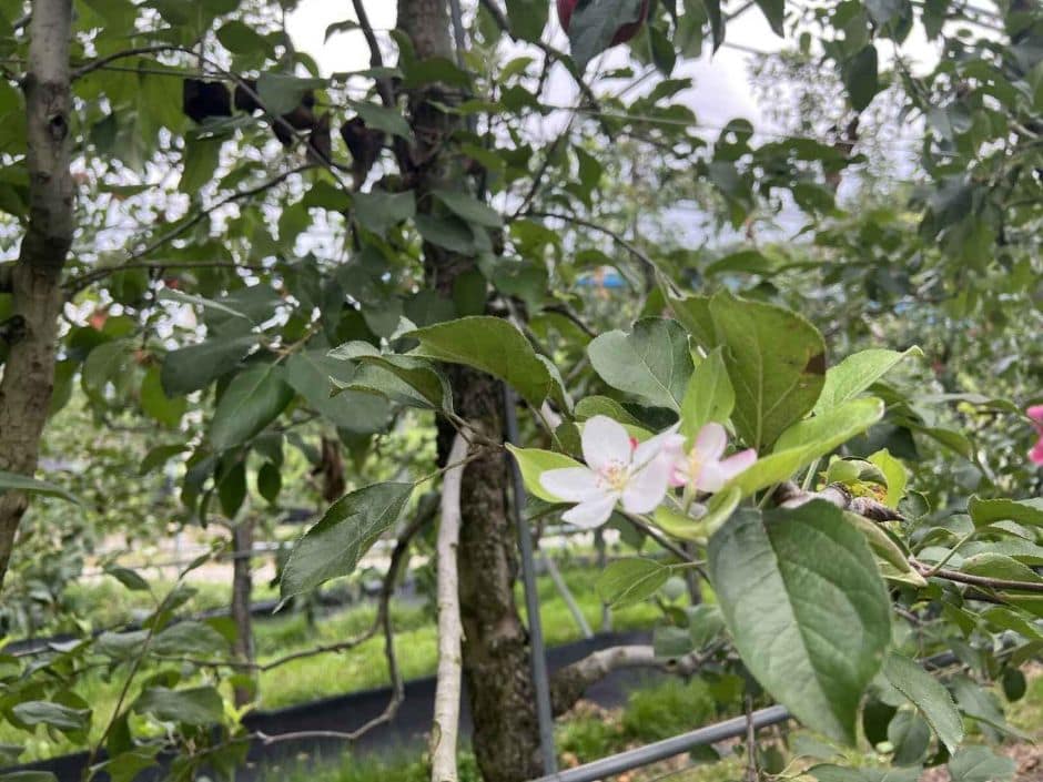 사과숲애 (2)