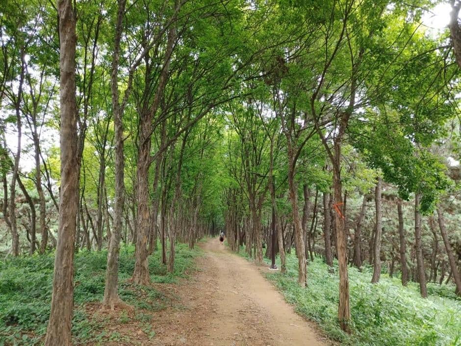 [시흥 늠내길 5코스] 정왕둘레길 (1)