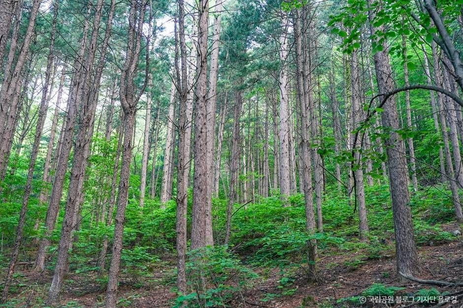 영주_소백산국립공원(경북) (8)