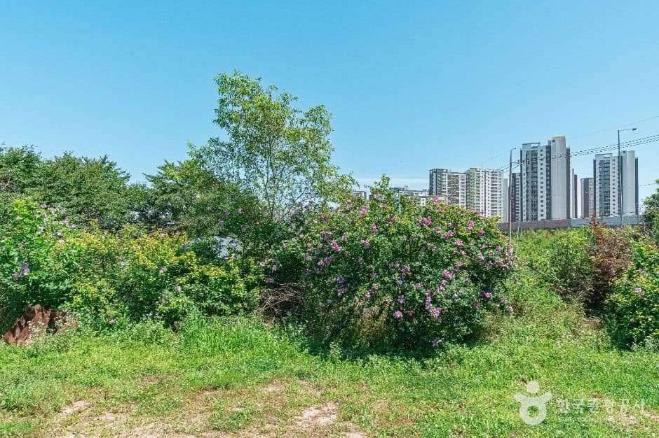 수원_무궁화동산 (4)