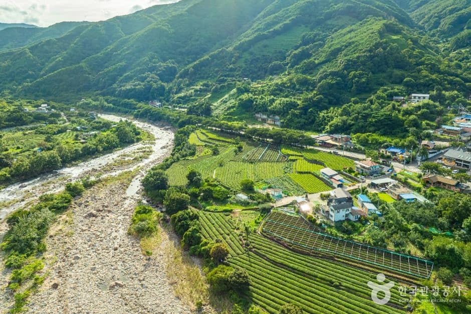 하동_삼신녹차마을 (6)