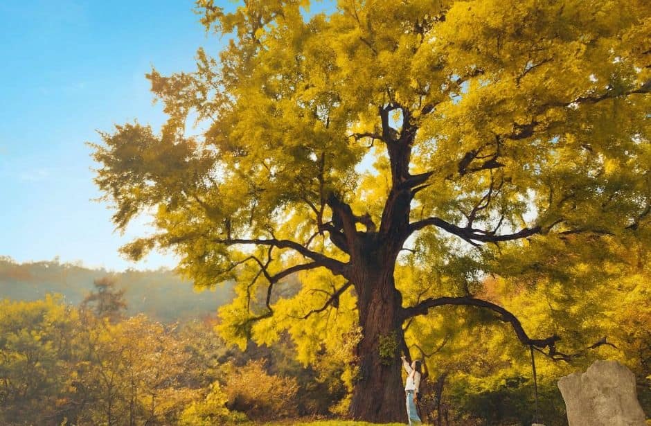 칠곡_칠곡 말하는은행나무 (5)