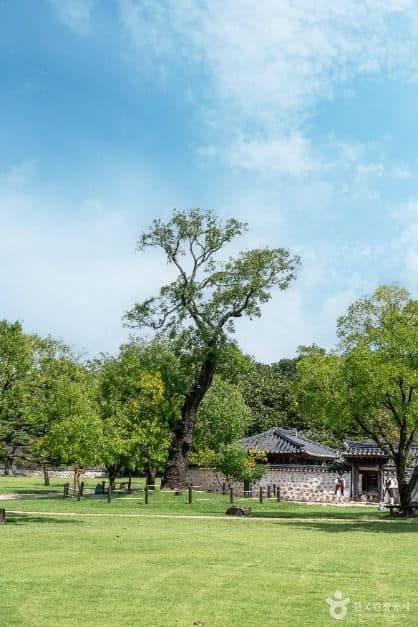서산_서산 해미읍성 회화나무 (4)
