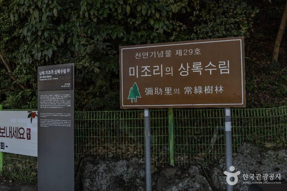 남해_남해 미조리 상록수림 (2)