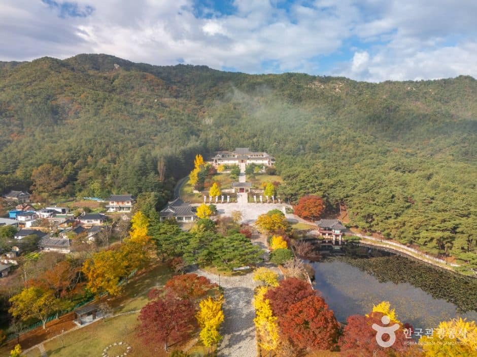 경주_통일전 은행나무길 (5)