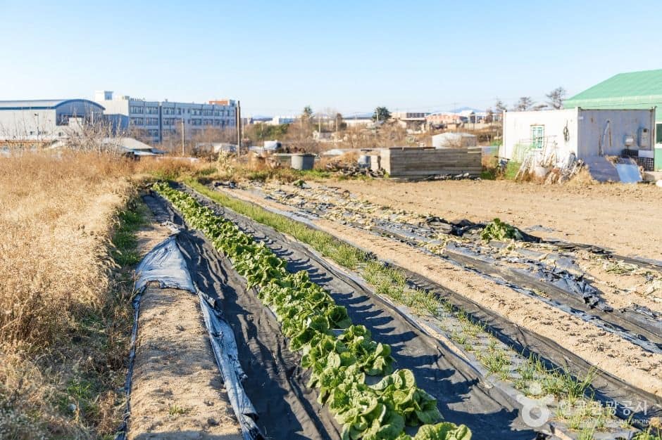포항_꿈바라기 (6)