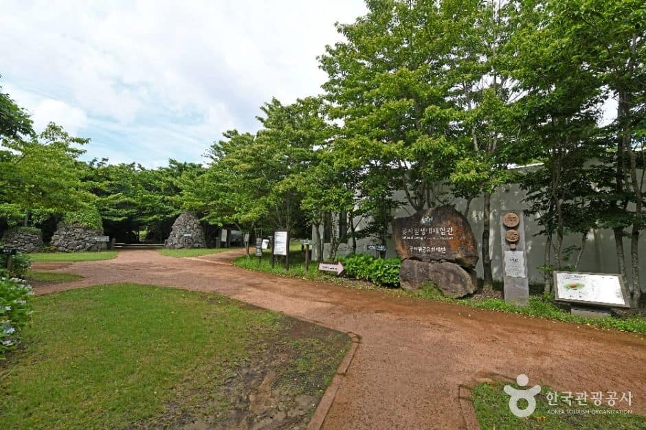 제주 교래자연휴양림 (1)