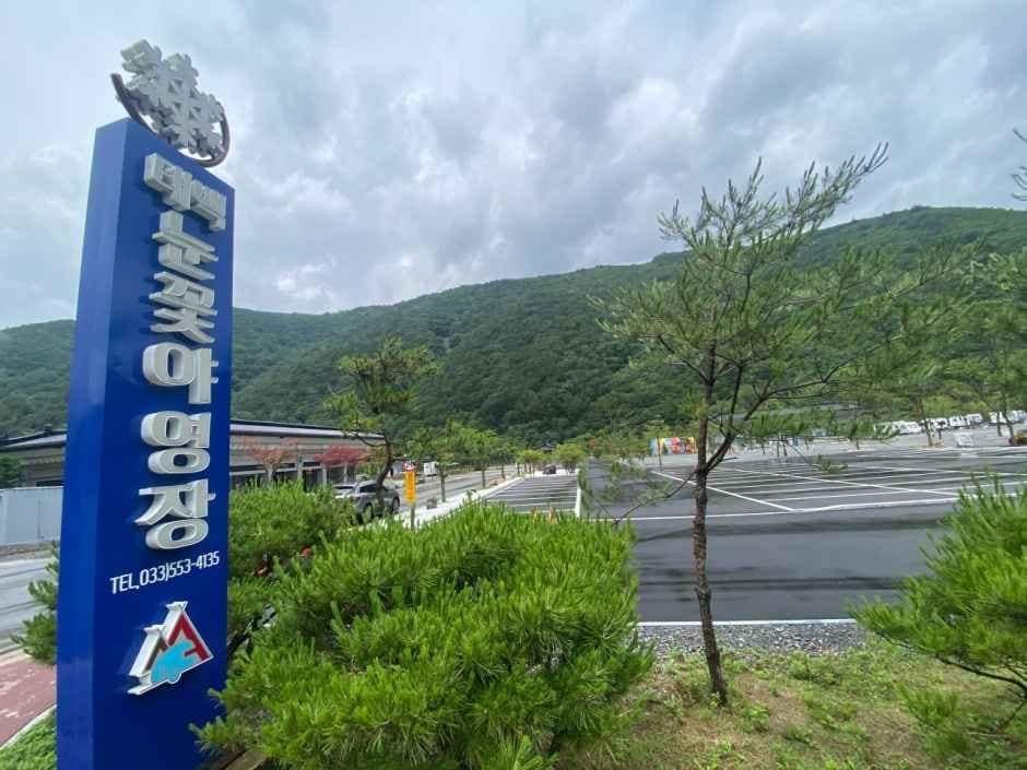 태백_태백눈꽃야영장 (1).jpg