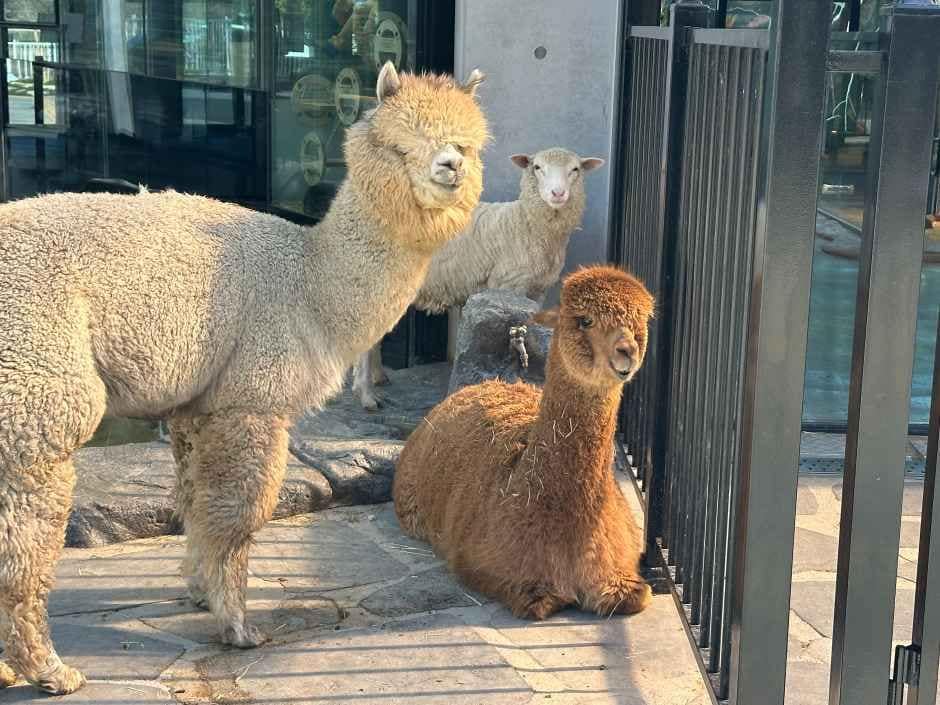 울산_와글와글 동물원 (3).jpg