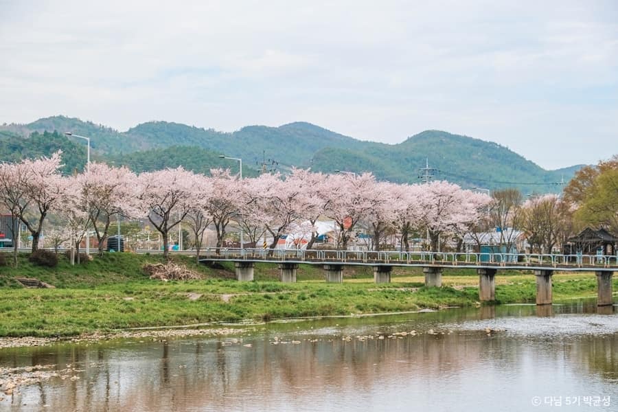 화순_사평천_봄날의 사평천