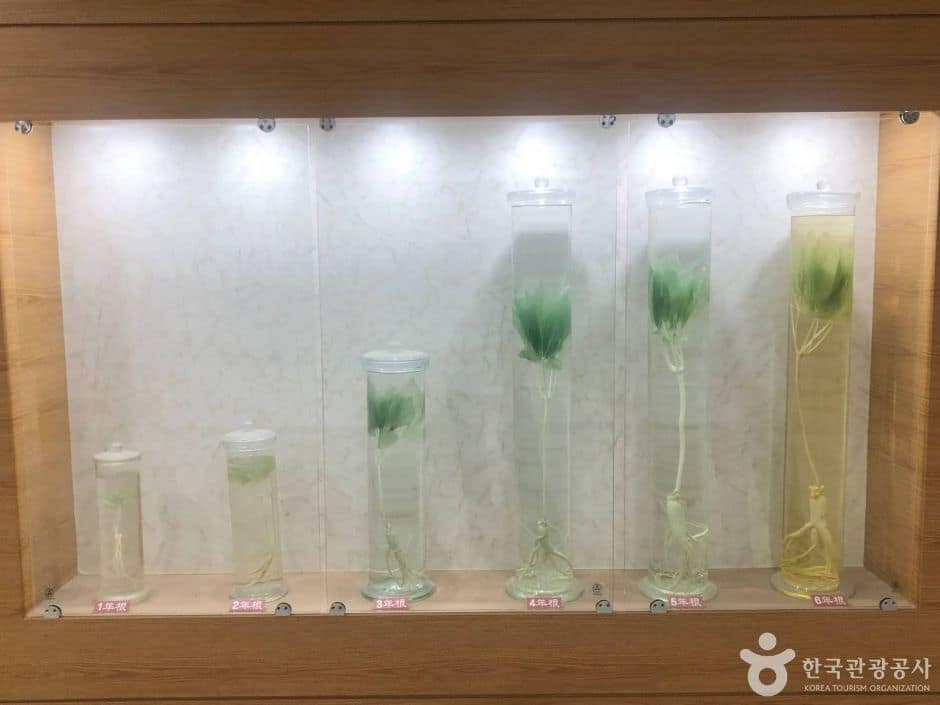 강원_원주_원주 고려인삼창 (8)