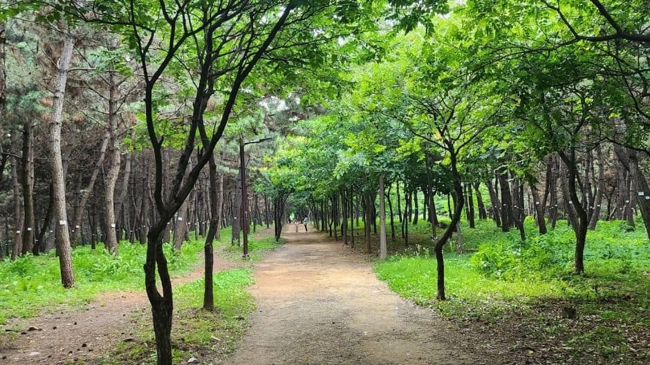 [시흥 늠내길 5코스] 정왕둘레길 (6)