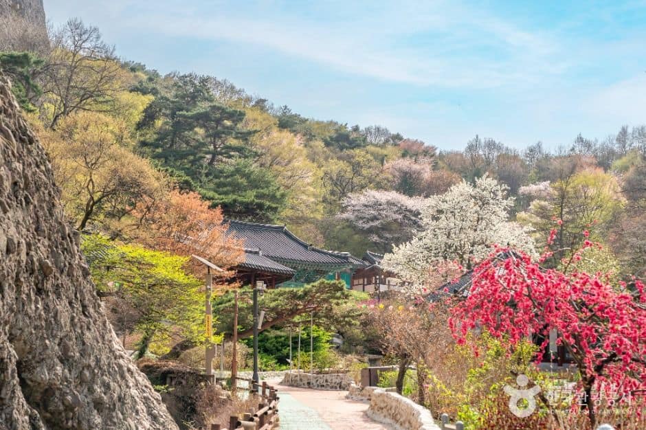 진안_진안 은수사 청실배나무 (1)