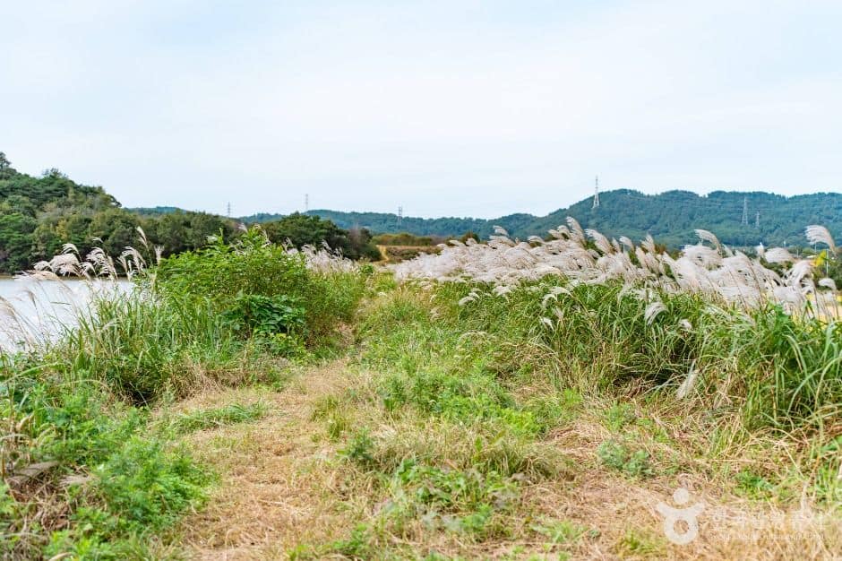 당진_덕삼지(5)