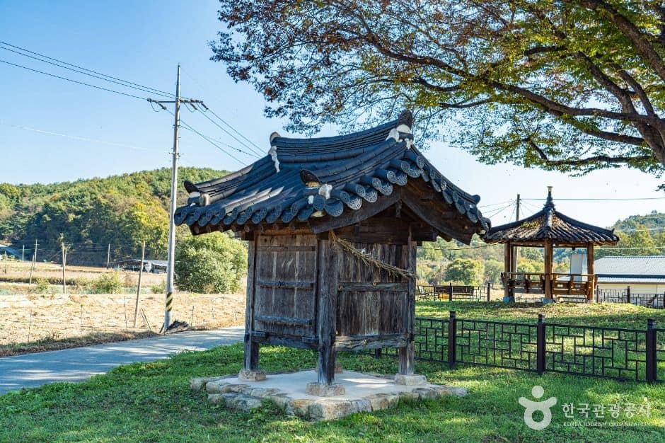 안동_안동 사신리 느티나무 (6)