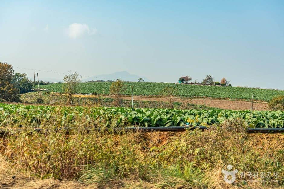 해남_산이반도 (7)