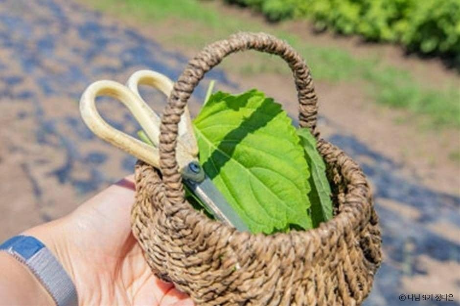 제주_토토아뜰리에 (1)