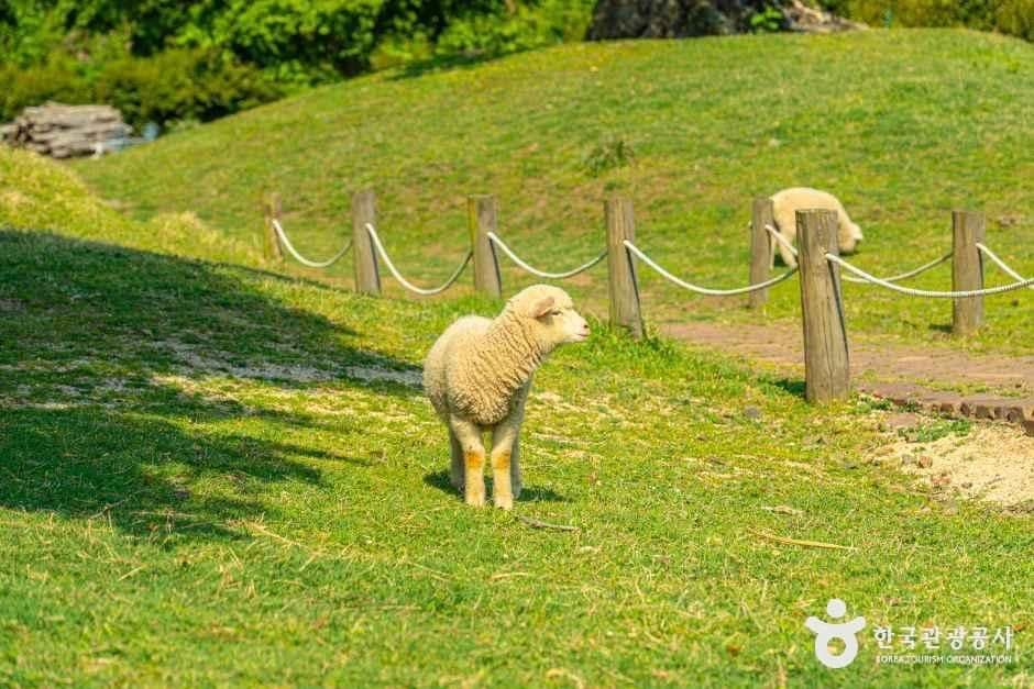 제주_제주양떼목장 (6).jpg