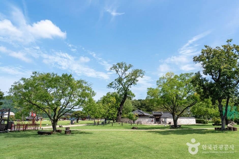 서산_서산 해미읍성 회화나무 (3)