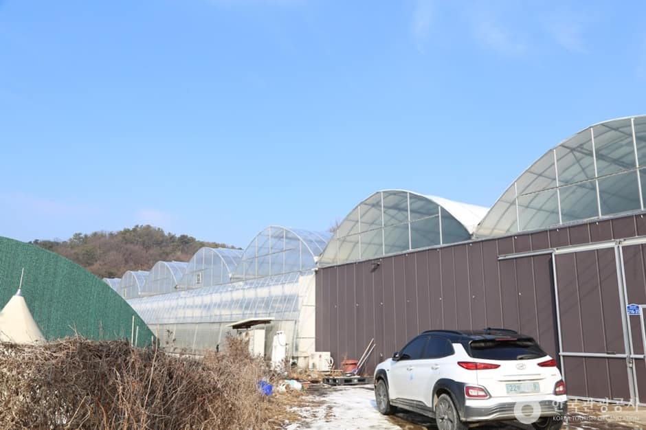 남양주_별마을딸기체험농장 (2)