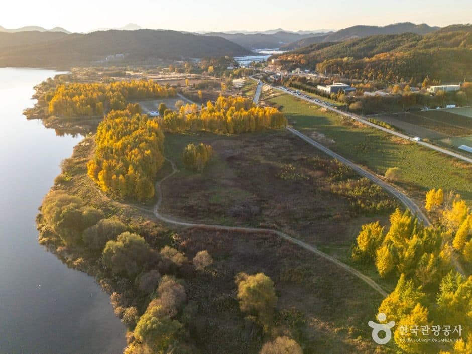 고령_다산 좌학리 은행나무 숲 (4)