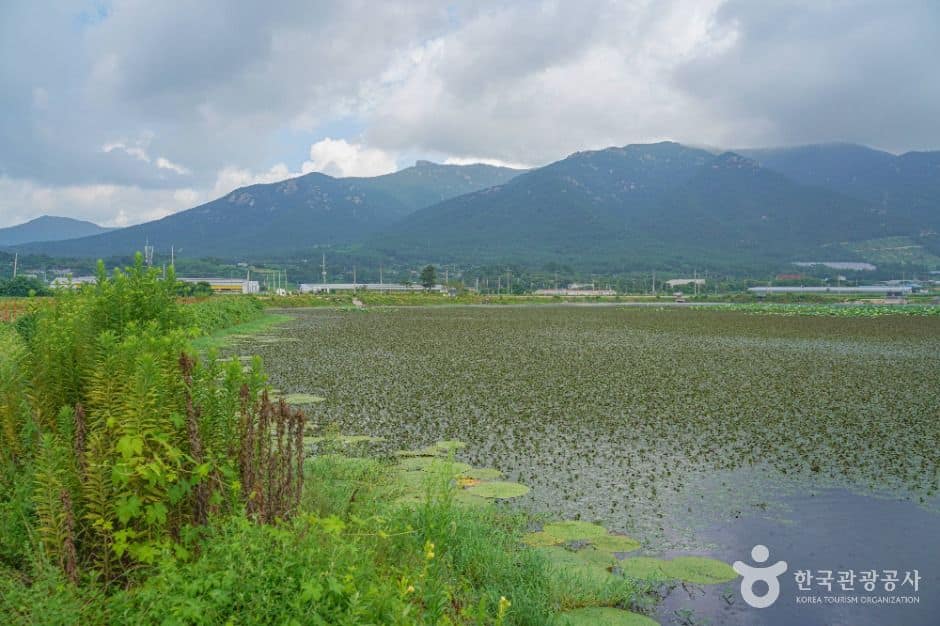 장흥_포항저수지 (5)