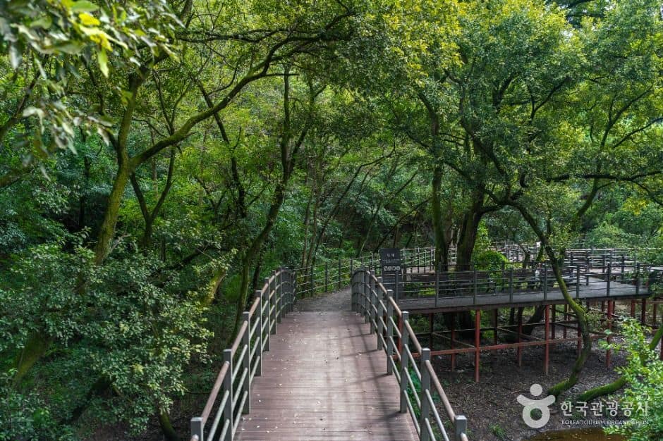 대구_[대구올레 팔공산 2코스] 한실골 가는 길 (3)