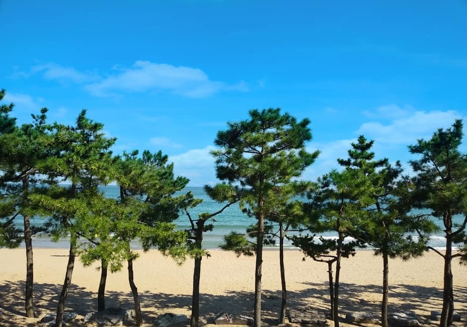 진하해수욕장 (1)