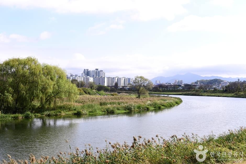 팔복동 천변 (7)