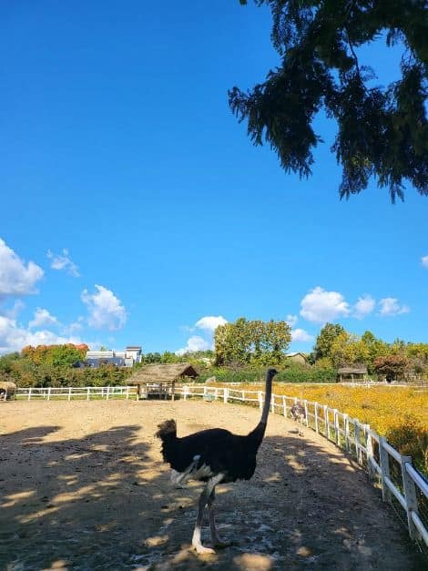 예산_아그로랜드 태신목장 (9)