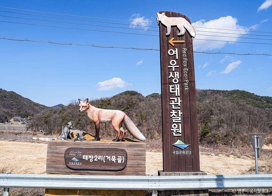 영주_여우생태관찰원 (2)